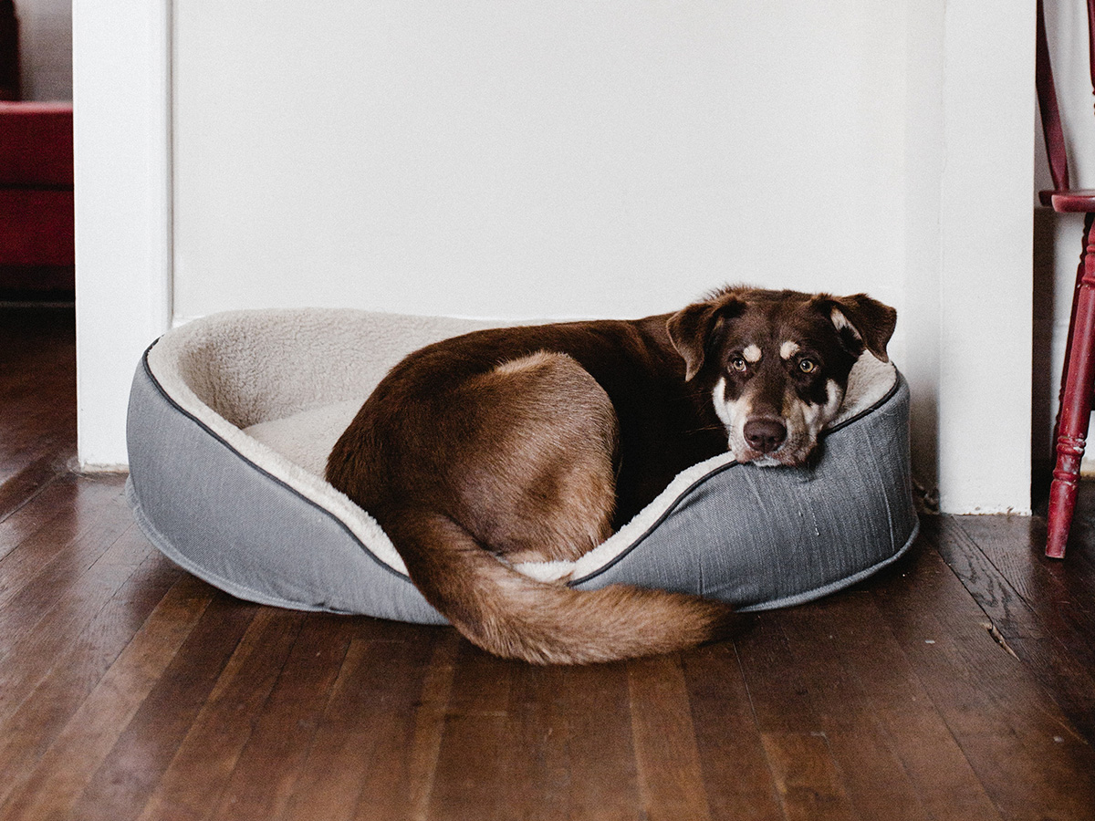 dog in dog bed